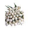 tulipan cream white