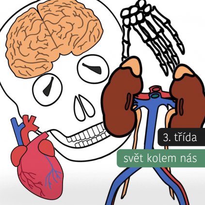 Lidské tělo: Kostra + orgány