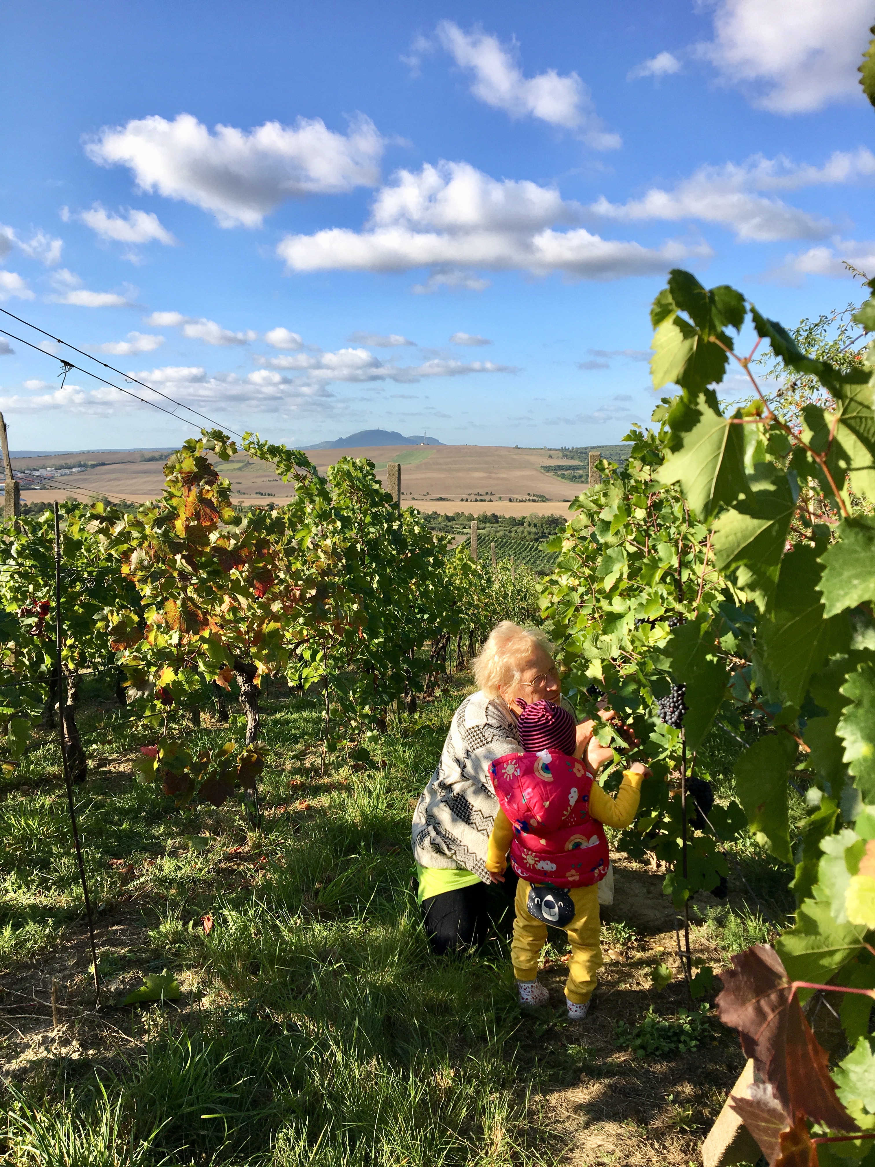 Dítě s babičkou ve vinici
