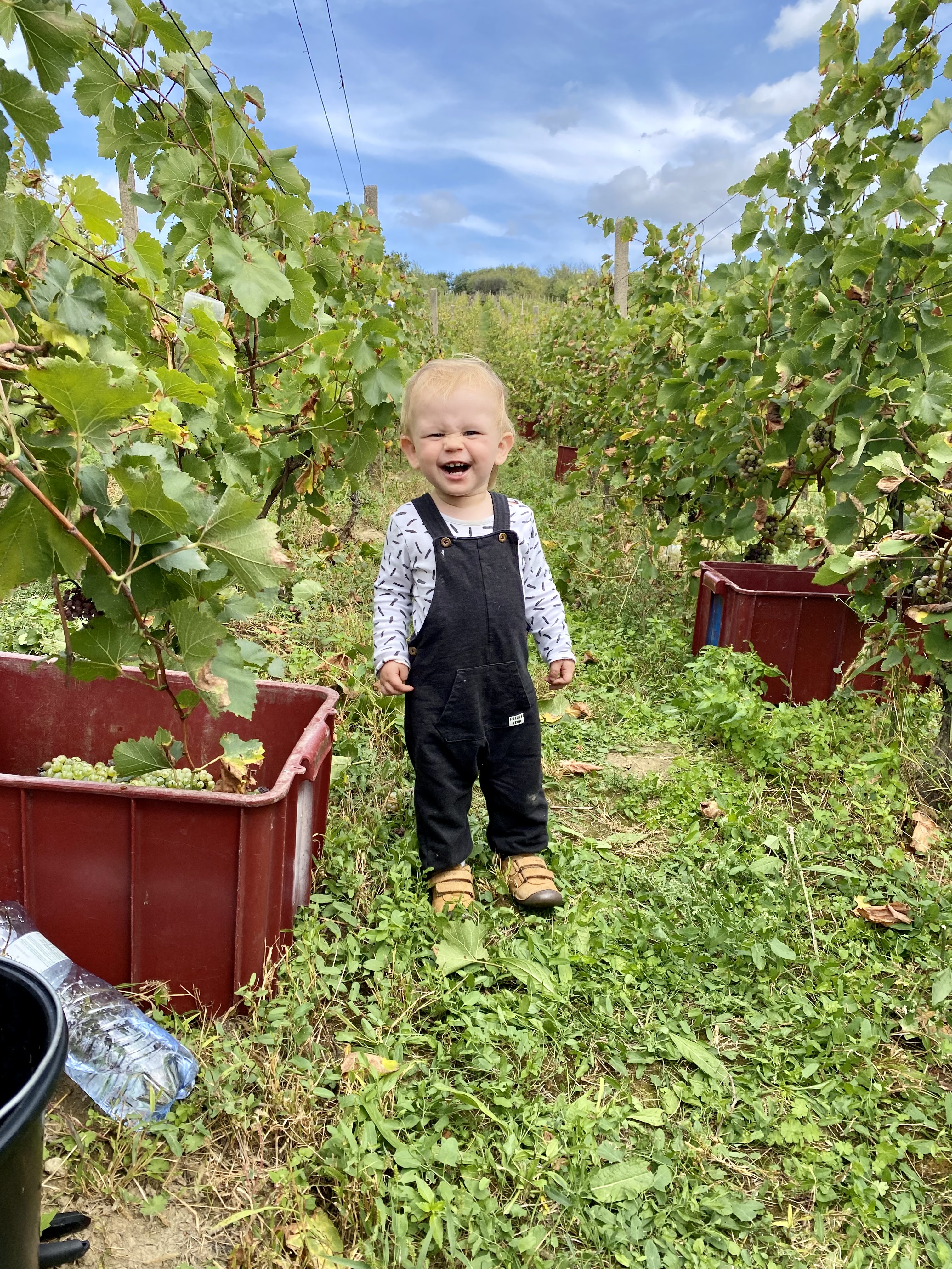 Dítě ve vinici