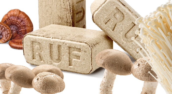 Hausgemachte Pilzzucht mit Buchenholz-Briketts