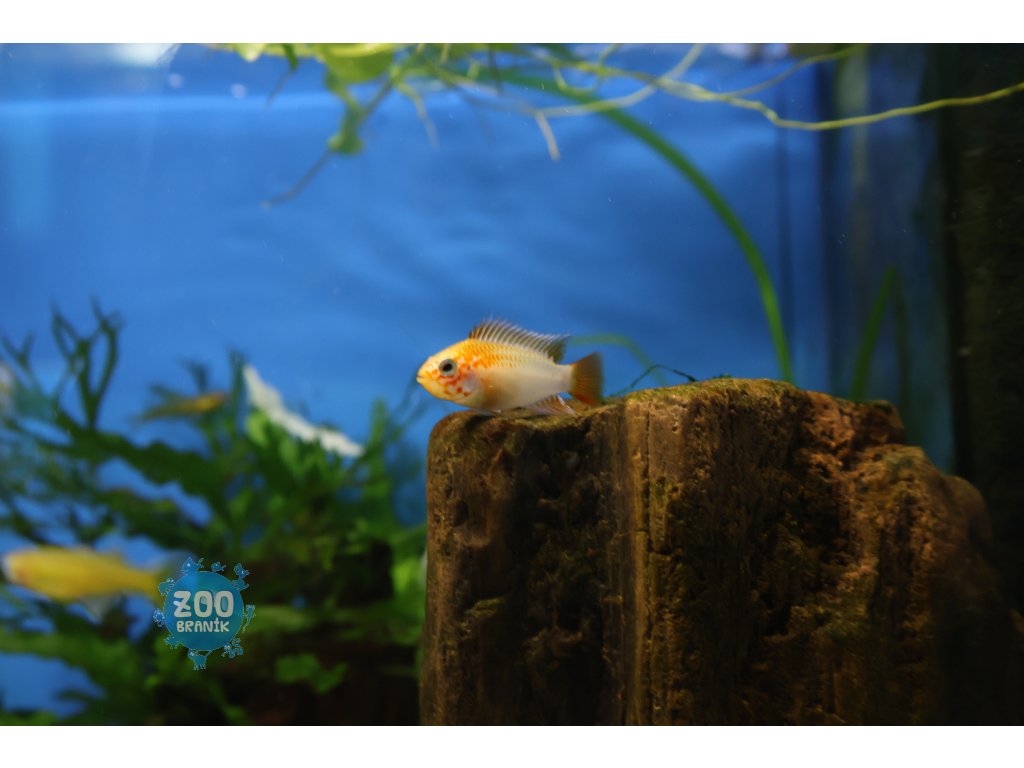 Cichlidka Viejita Gold