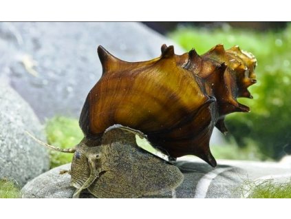 Brotia pogodula