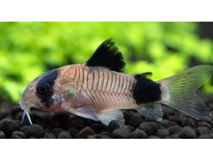 Corydoras panda