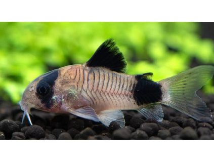 Pancéřníček panda - Corydoras panda