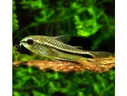 Pancéřníček malý - Corydoras pygmaeus