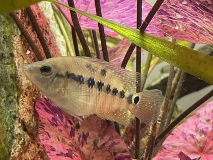 Kančík rudý - Cichlasoma festae 10cm