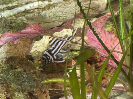 Krunýřovec zebra L046 - Hypancistrus zebra L046 10cm