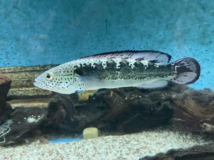 Hřebenáč zdobený - Crenicichla lenticulata