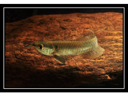Arowana dvojvousá - Osteoglossum bicirrhosum 45cm