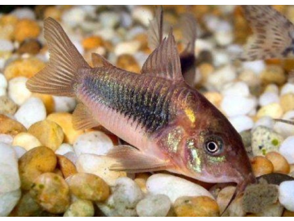 Pancéřníček zelený - Corydoras aeneus