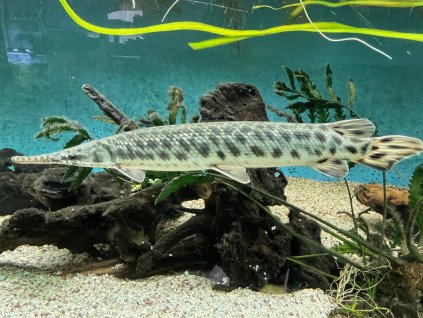 Kostlín skvrnitý - Lepisosteus oculatus 15 cm