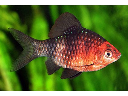 Parmicka purpurova