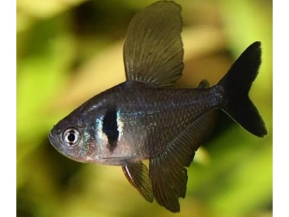 Tetra fantomova