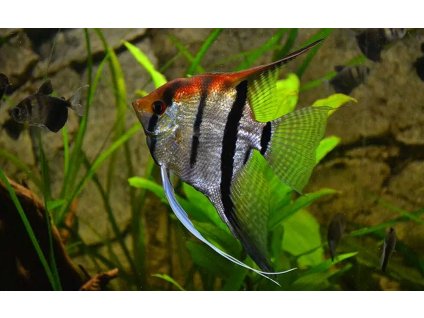 Scalara manacapure