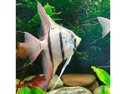 Scalara Rio nanaj