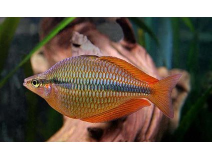 Duhovka Trifasciata