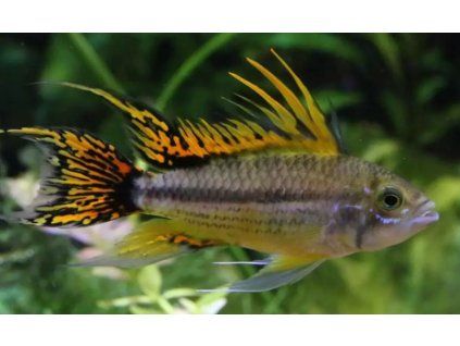 Cichlidka kakadu double red - Apistogramma cacatuoides