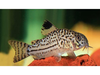 Corydoras Leopard