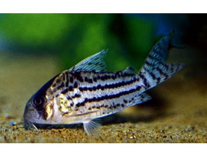 Corydoras Schwartzi
