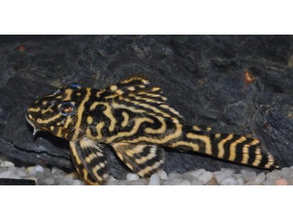Hypancistrus L340