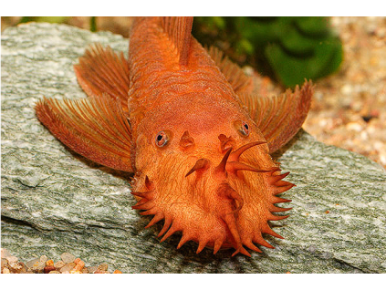 Krunýřovec super red - Ancistrus super red