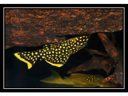 Krunýřovec L018 (10cm) - Baryancistrus sp. L018