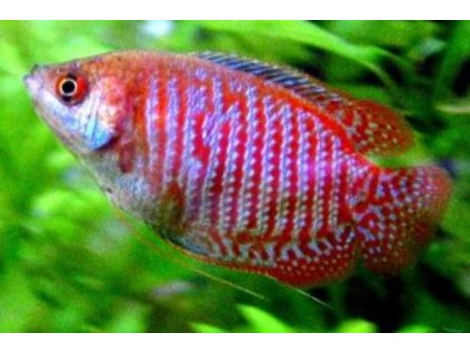 Trifasciatus