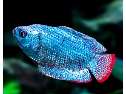 Cichavec zakrsly neon blue