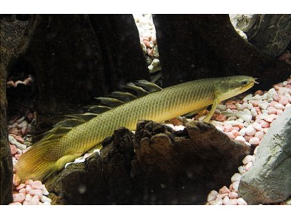 Bichir senegalský