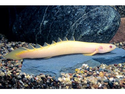 Bichir senegalský albi