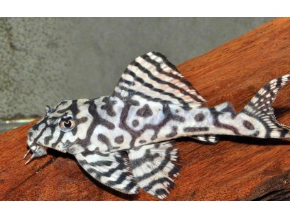 Hypancistrus L236