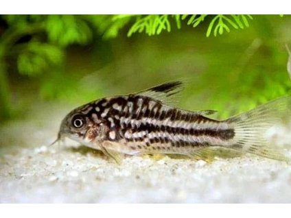 Corydoras Elegans