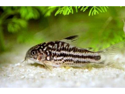 Pancéřníček žlutý - Corydoras elegans