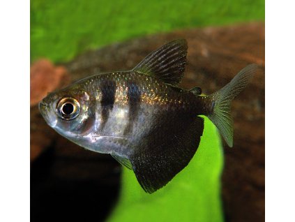 Tetra černá