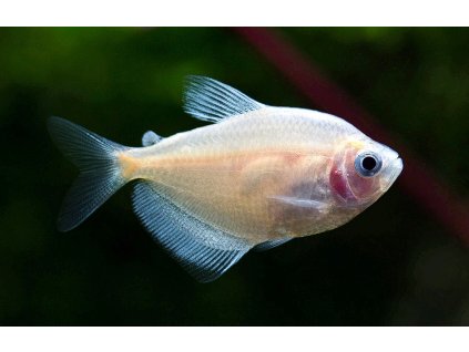 Tetra cerna albi