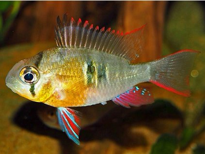 Mikrogeophagus