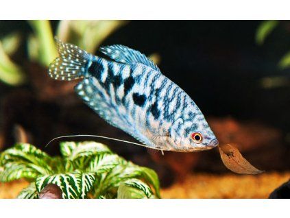 Čichavec modrý - Trichopodus trichopterus sumatranus