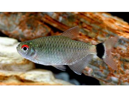 Tetra paraguyaska