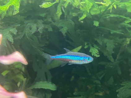 Neonka modrá - Paracheirodon simulans