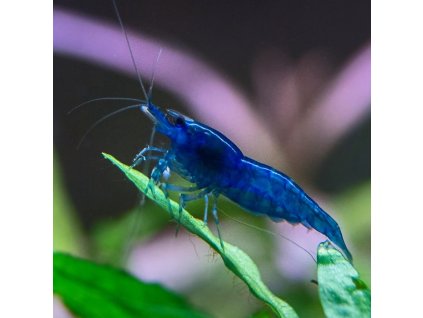 16007530863176 alexaquashop.ru krevetka blue dream