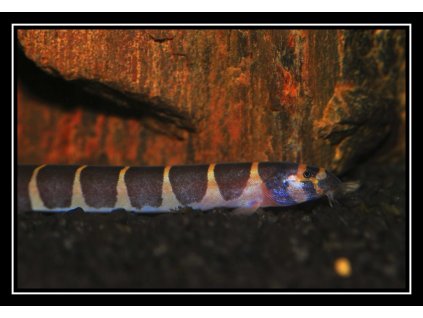 Sekavec příčnopásý - Pangio kuhlii