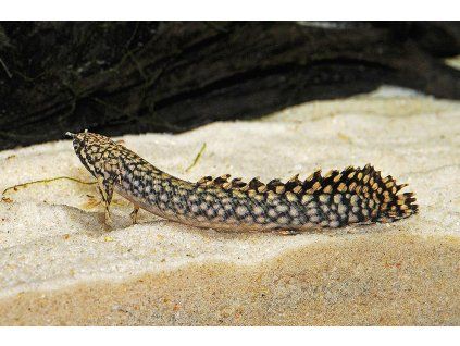 Bichir ozdobný - Polypterus ornatipinnis