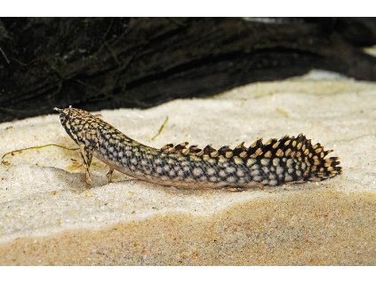 Bichir