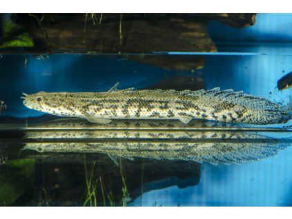 Bichir Endlicherův 50 cm - Polypterus endlicherii 50 cm