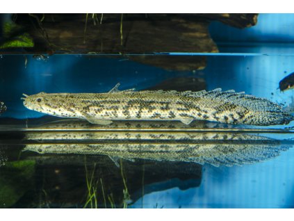 Bichir Endlicherův - Polypterus endlicherii