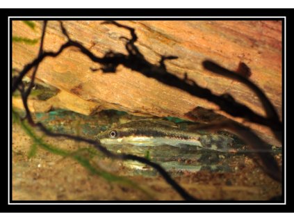 Krunýřovec jednopruhý(Otík) - Otocinclus affinis