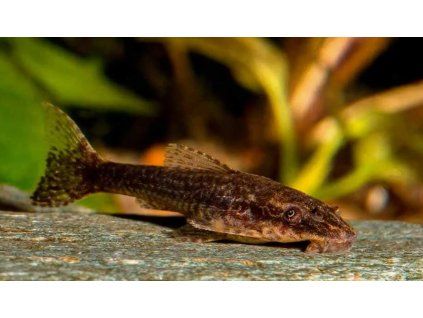 Krunýřovec piribebuy  - Otocinclus negros