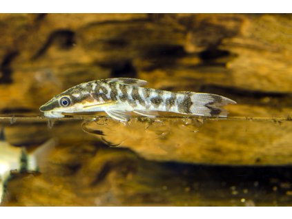 Krunýřovec cocama - Otocinclus sp. cocama