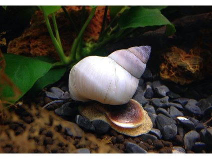 Filopaludina martensi